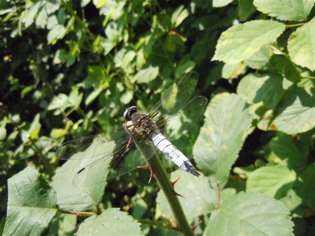 Libellula fulva